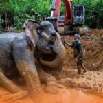 Eco-Anxiety and the Tesso Nilo Conflict: Understanding the Emotional Toll of Environmental Crisis